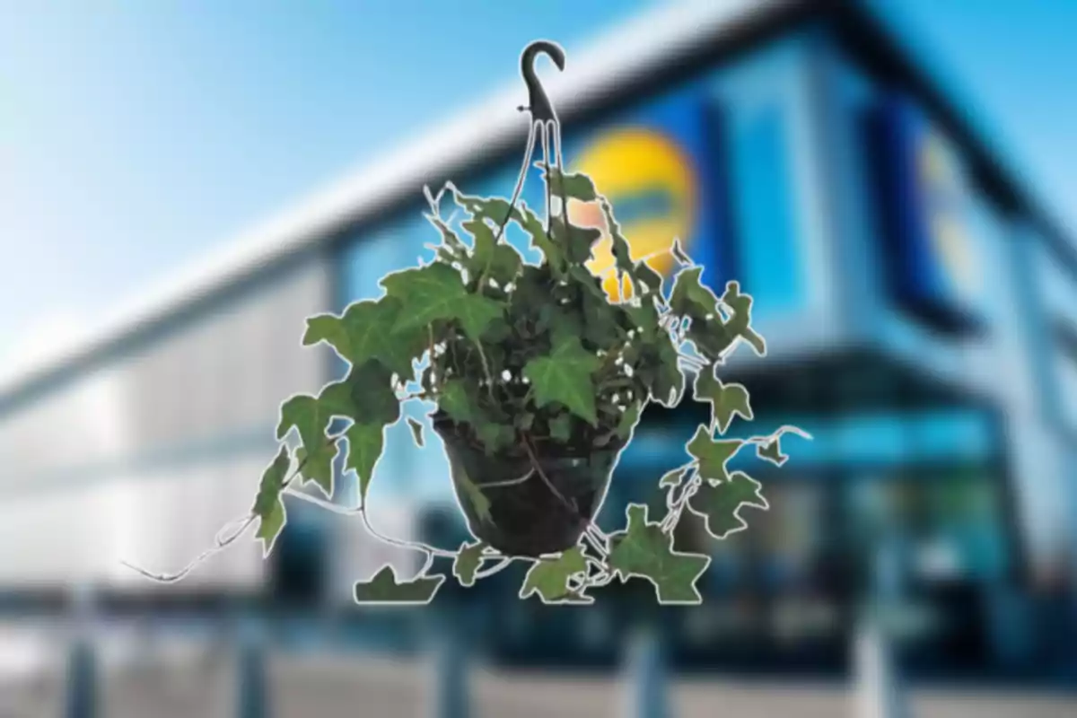 Test de flors penjant amb planta de fulles verdes davant d’un edifici modern desenfocat Test de flors penjant amb planta de fulles verdes davant d’un edifici modern desenfocat