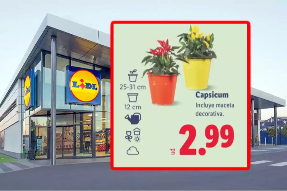 Façana d’una botiga Lidl amb un anunci d’oferta de plantes capsicum en test decoratiu per 2,99 euros