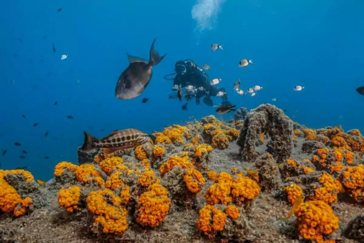 Bus immersant-se en un escull amb coralls taronges i diversos peixos nedant al voltant en aigües clares