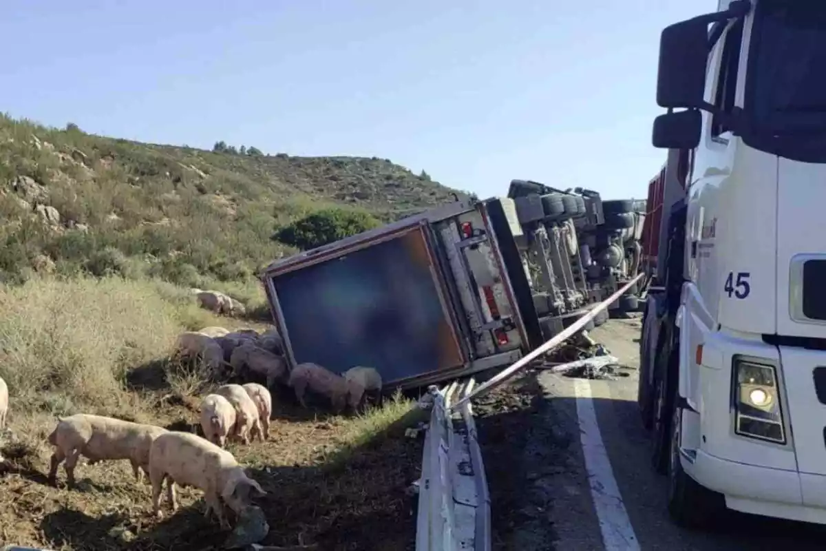 Imatge de l'accident de trànsit on ha mort una dona esclafada per un camió que transportava porcs