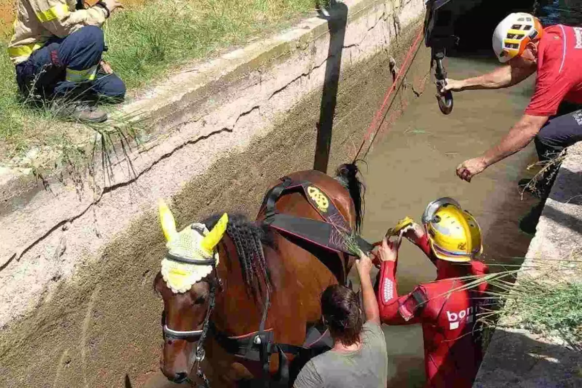 Imatge de bombers de Catalunya rescatant a un cavall a un canal a Balsareny