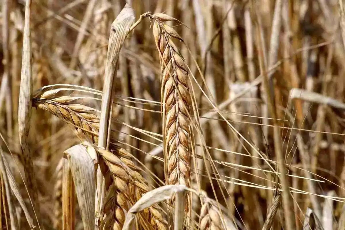 Imatge de la mala collita de cereals a Catalunya