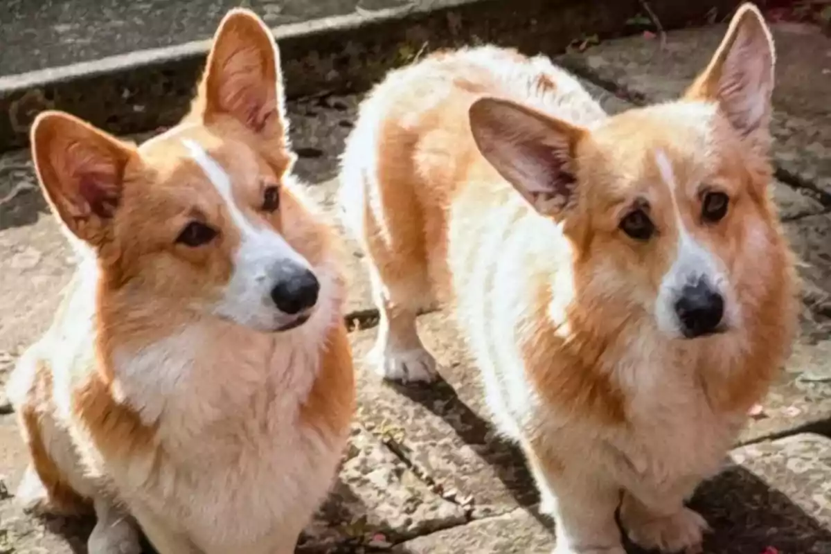 Dos gossos de raça Corgi drets sobre un terra de pedra. Dos gossos de raça Corgi drets sobre un terra de pedra.