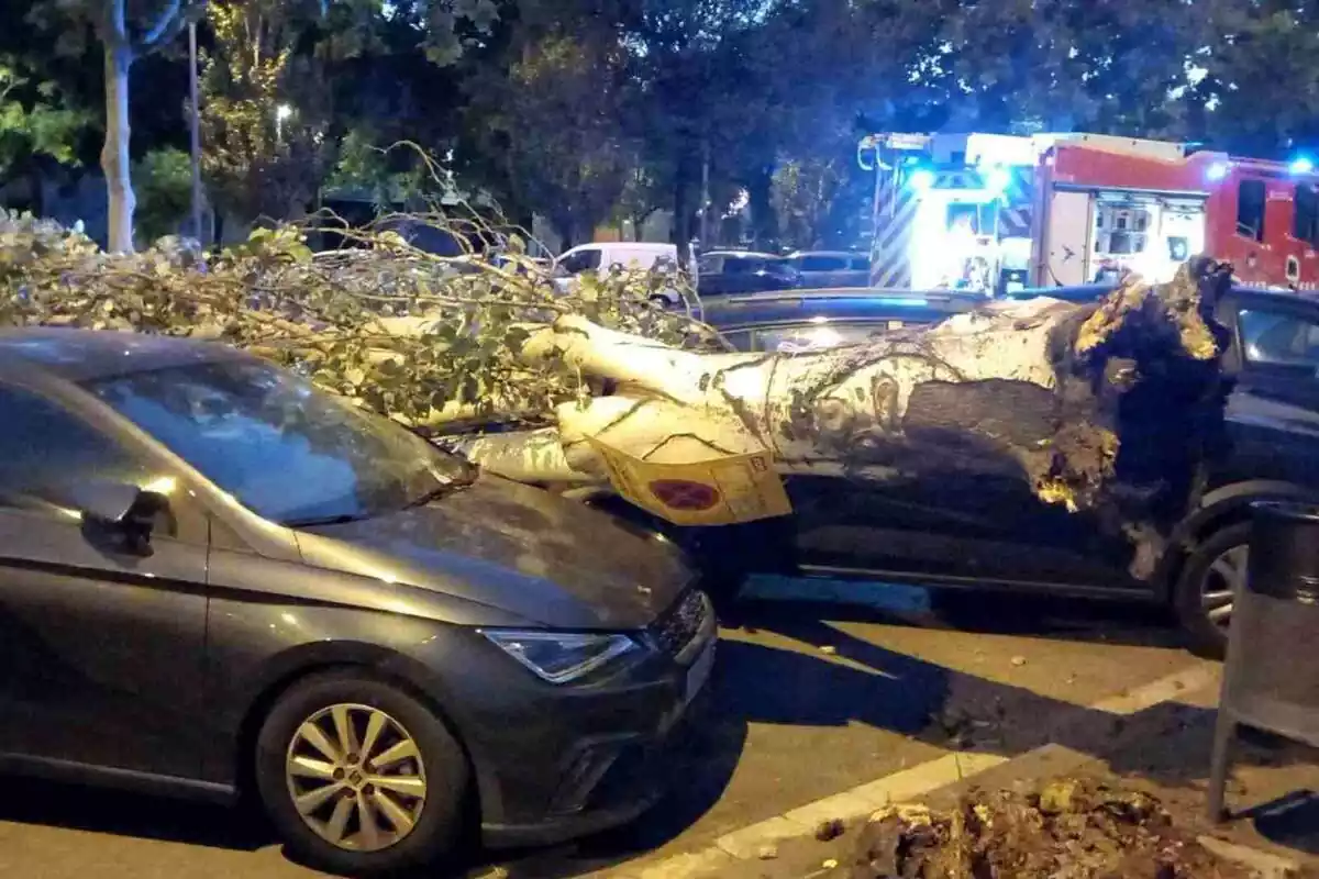 Imatge d'un arbre que ha caigut a sobre dos cotxes a Sant Boi de Llobregat