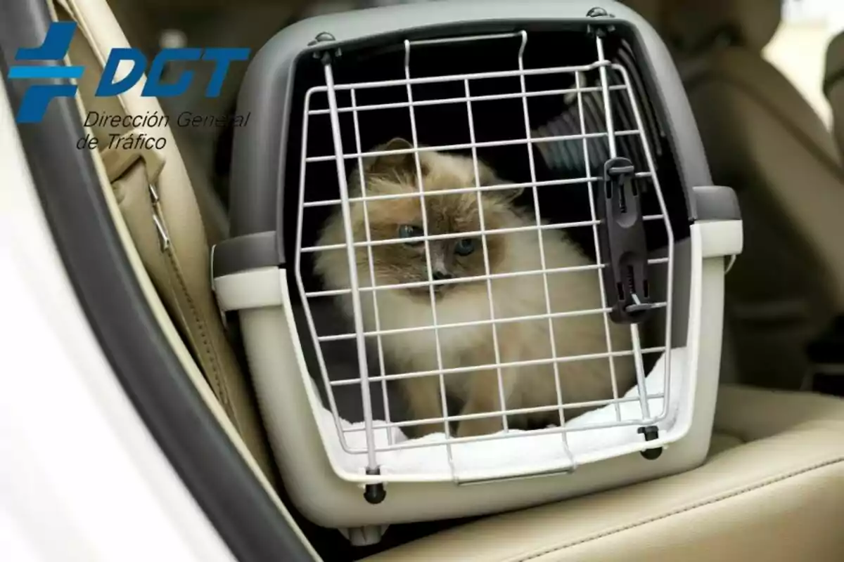 Un gat dins d'un transportí col·locat al seient del darrere d'un cotxe amb el logo de la Direcció General de Trànsit (DGT) a la cantonada superior esquerra.