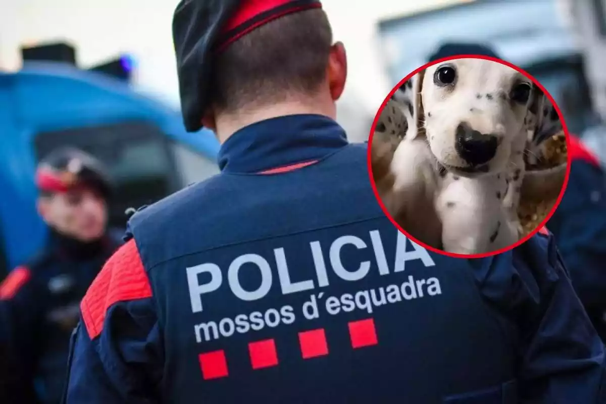Fotomuntatge entre una imatge dels Mossos d'Esquadra i un gos