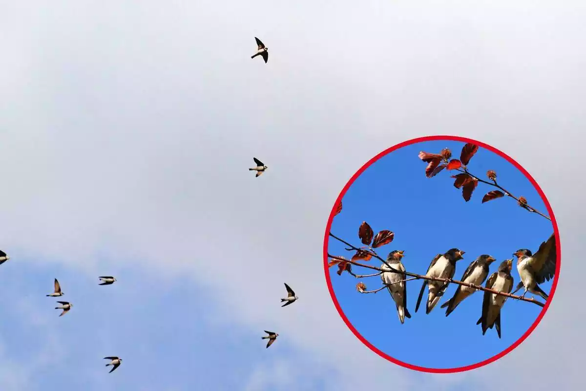 Conjunt d'oronetes volant pel cel i foto destacada a la dreta de 5 orenetes a la branca d'un arbre