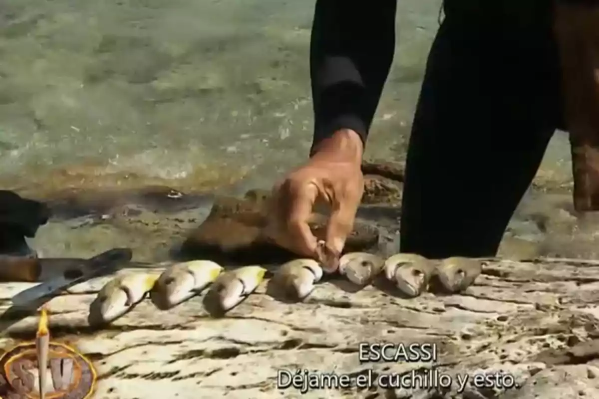 Persona amb vestit de neoprè acomodant diversos peixos petits sobre una roca vora el mar, amb un ganivet al costat i subtítols a la part inferior. Persona amb vestit de neoprè acomodant diversos peixos petits sobre una roca vora el mar, amb un ganivet al costat i subtítols a la part inferior.