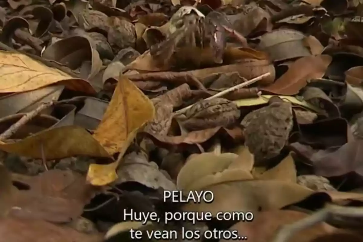 Un cranc camuflat entre fulles seques a terra amb subtítols en espanyol que diuen PELAYO Fuig perquè si et veuen els altres Un cranc camuflat entre fulles seques a terra amb subtítols en espanyol que diuen PELAYO Fuig perquè si et veuen els altres