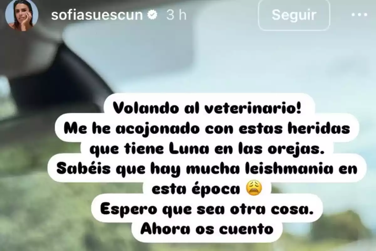 Volant al veterinari, m'he preocupat amb aquestes ferides que té la Lluna a les orelles, sabeu que hi ha molta leishmaniosi en aquesta època, espero que sigui una altra cosa, ara us explico. Volant al veterinari, m'he preocupat amb aquestes ferides que té la Lluna a les orelles, sabeu que hi ha molta leishmaniosi en aquesta època, espero que sigui una altra cosa, ara us explico.