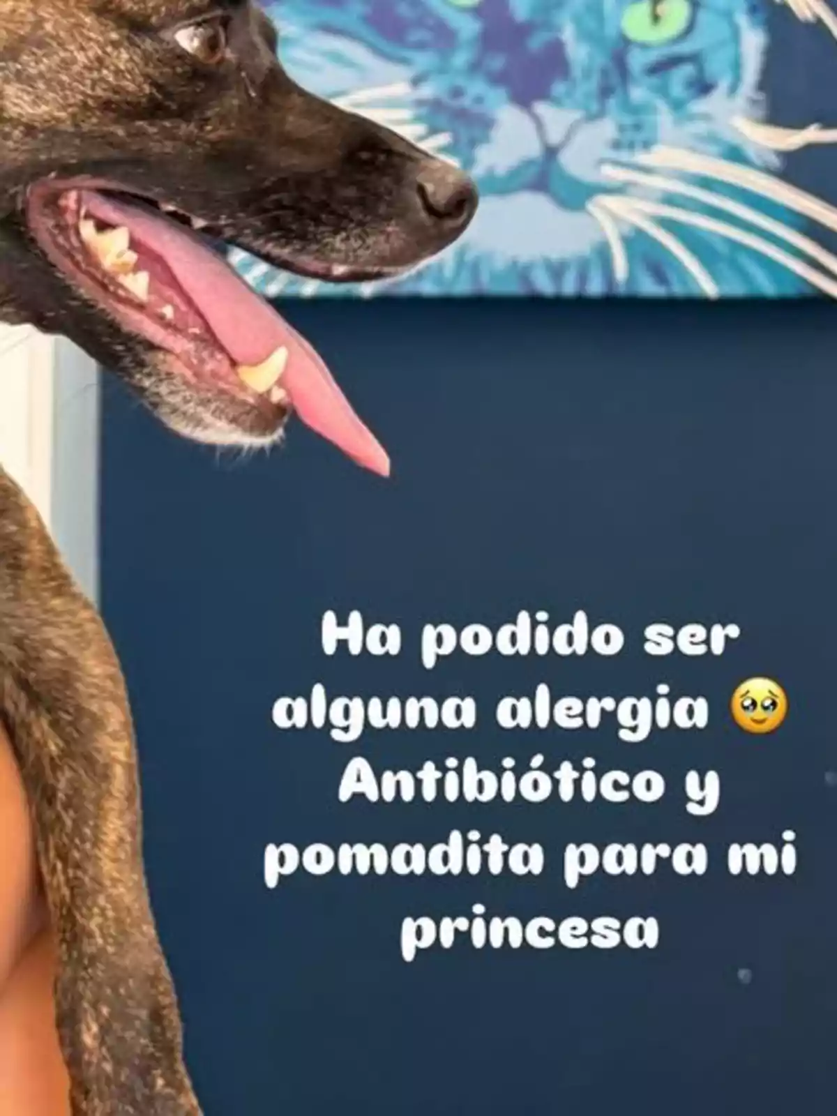 Sembla que la meva gosseta podria tenir una al·lèrgia, li donaré antibiòtic i pomada perquè se senti millor. Sembla que la meva gosseta podria tenir una al·lèrgia, li donaré antibiòtic i pomada perquè se senti millor.