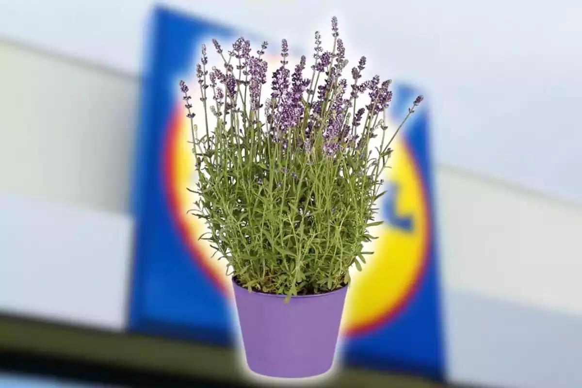 Planta de lavanda de Lidl