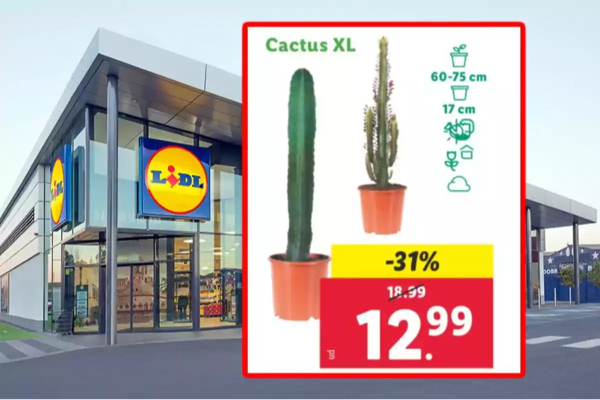 Imatge d'una botiga Lidl amb un anunci de cactus XL en oferta, mostrant dos cactus en testos taronges amb un descompte del 31% i un preu final de 12,99. Imatge d'una botiga Lidl amb un anunci de cactus XL en oferta, mostrant dos cactus en testos taronges amb un descompte del 31% i un preu final de 12,99.