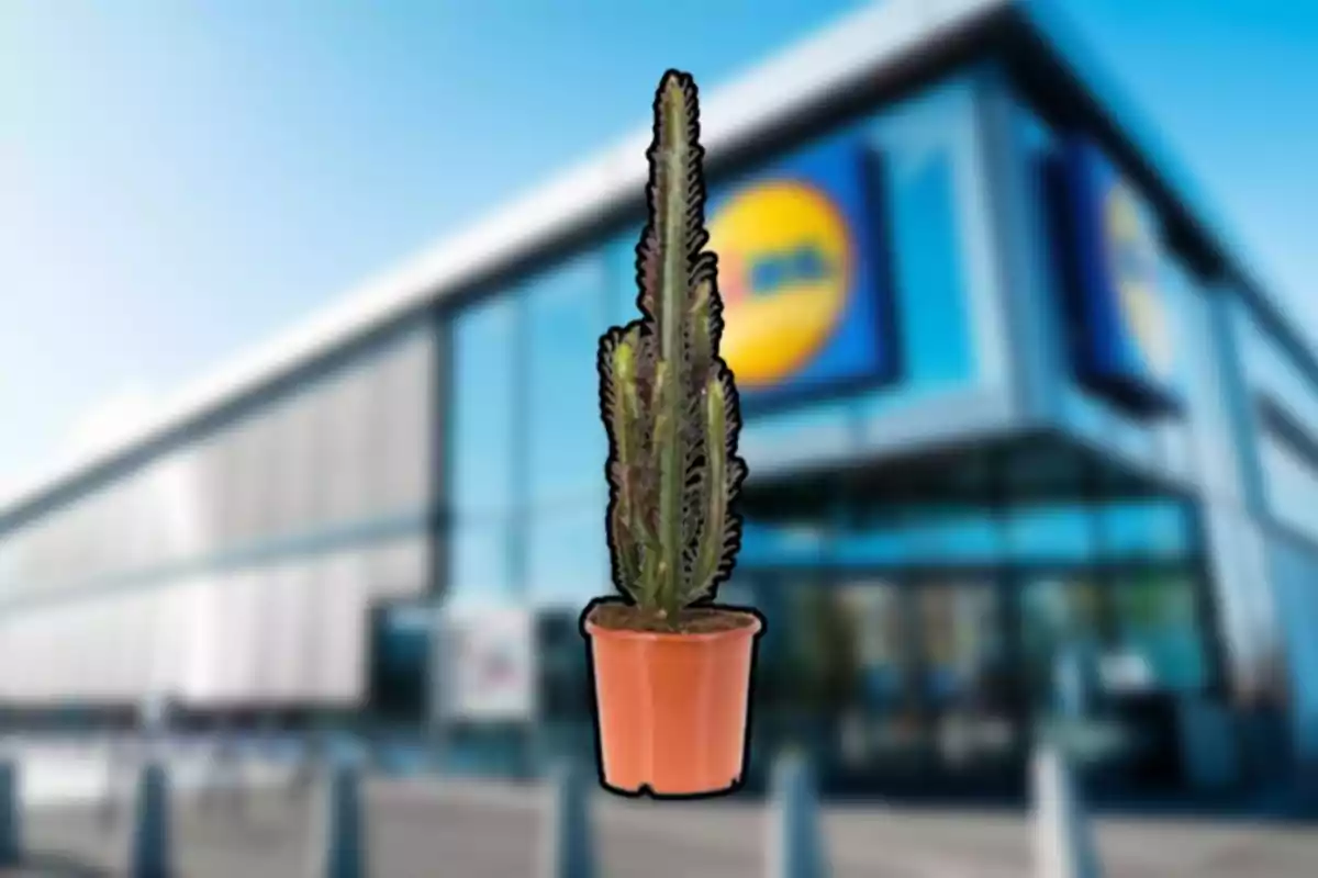 Un cactus en una torreta davant d'un edifici modern amb un logotip borros. Un cactus en una torreta davant d'un edifici modern amb un logotip borros.