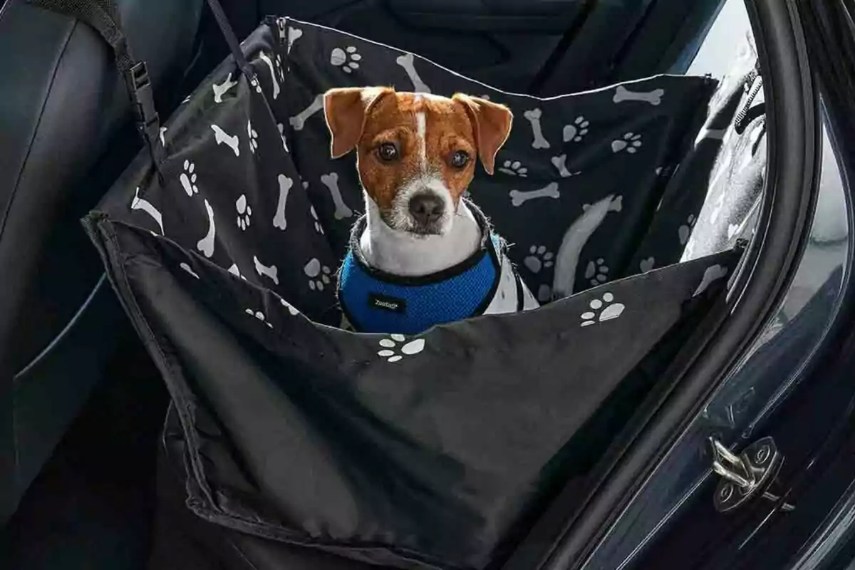 Gos petit amb arnès blau assegut en un seient protector per a mascotes dins d’un cotxe Gos petit amb arnès blau assegut en un seient protector per a mascotes dins d’un cotxe