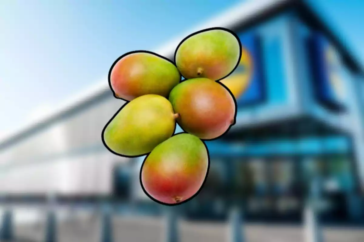 Cinc mangos amb tons verds i vermellosos són en primer pla amb el fons desenfocat d’un supermercat modern. Cinc mangos amb tons verds i vermellosos són en primer pla amb el fons desenfocat d’un supermercat modern.