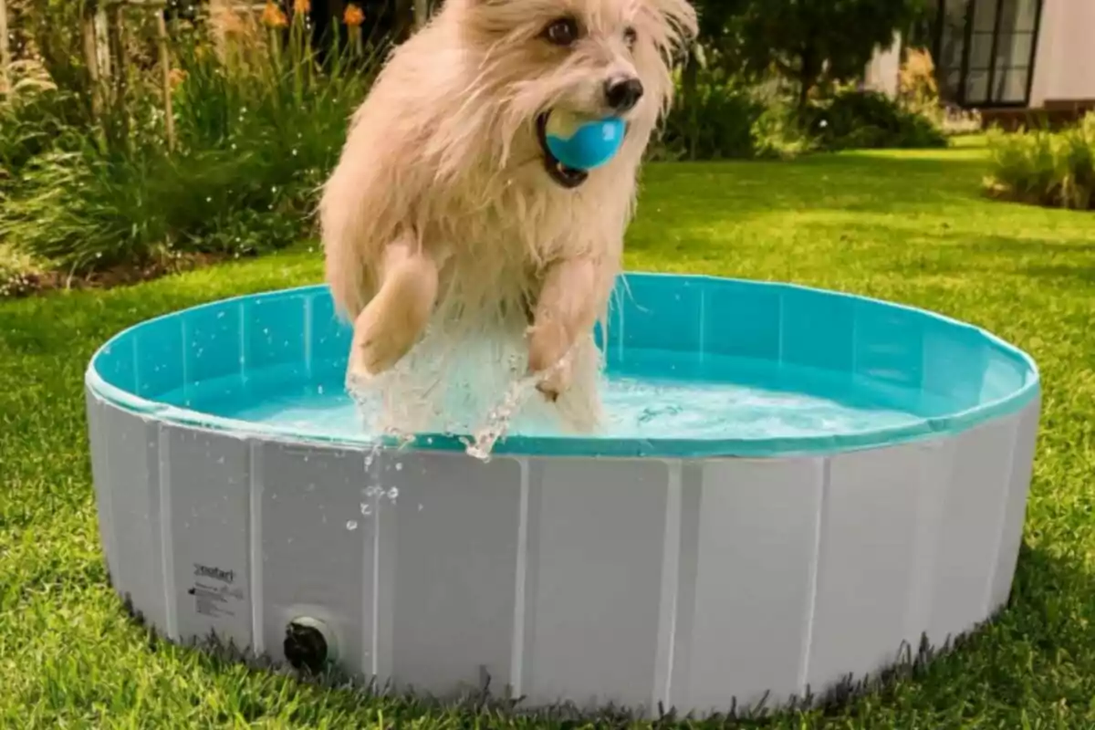 Un gos pelut salta amb una pilota blava a la boca des d'una piscina en un jardí verd. Un gos pelut salta amb una pilota blava a la boca des d'una piscina en un jardí verd.
