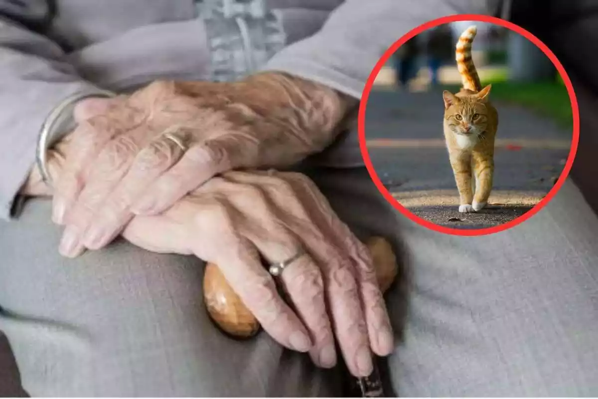 Fotomuntatge de mans creuades de persona gran amb un anell i sostenent un bastó i un gat taronja a un cercle vermell