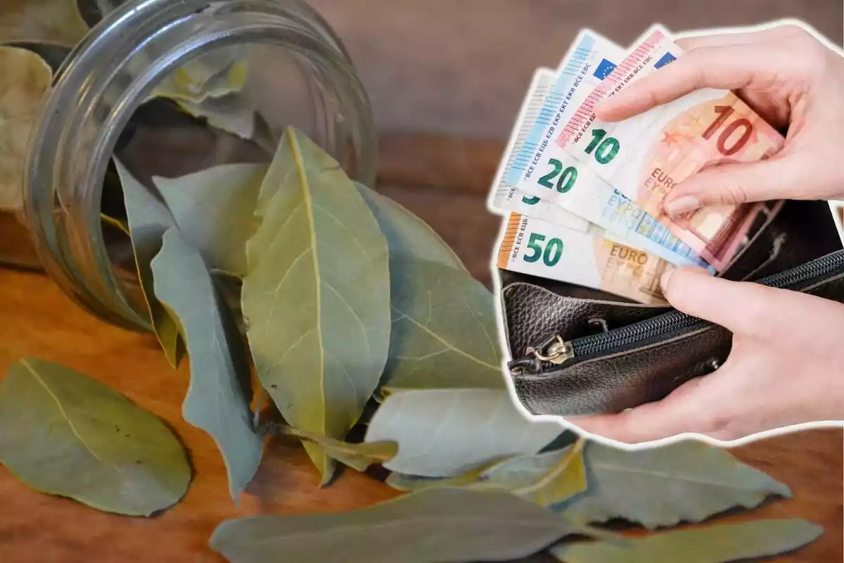 Muntatge amb un pot ple de fulles de llorer i unes mans subjectant una cartera amb diversos bitllets d'euro