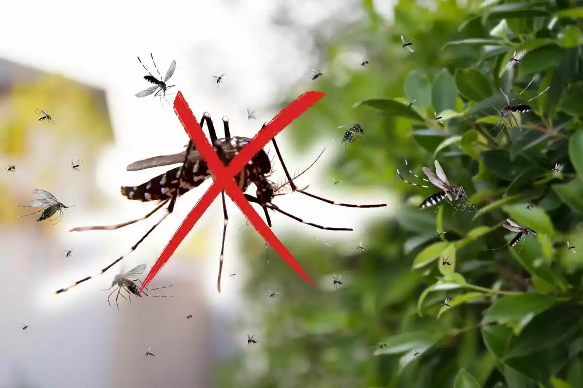 Mosquits volant a prop d'un arbust amb una gran X vermella sobre un.