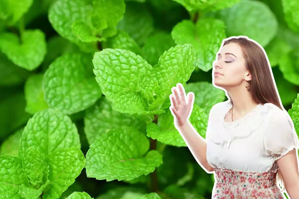 Muntatge de plantes de menta i una noia olorant