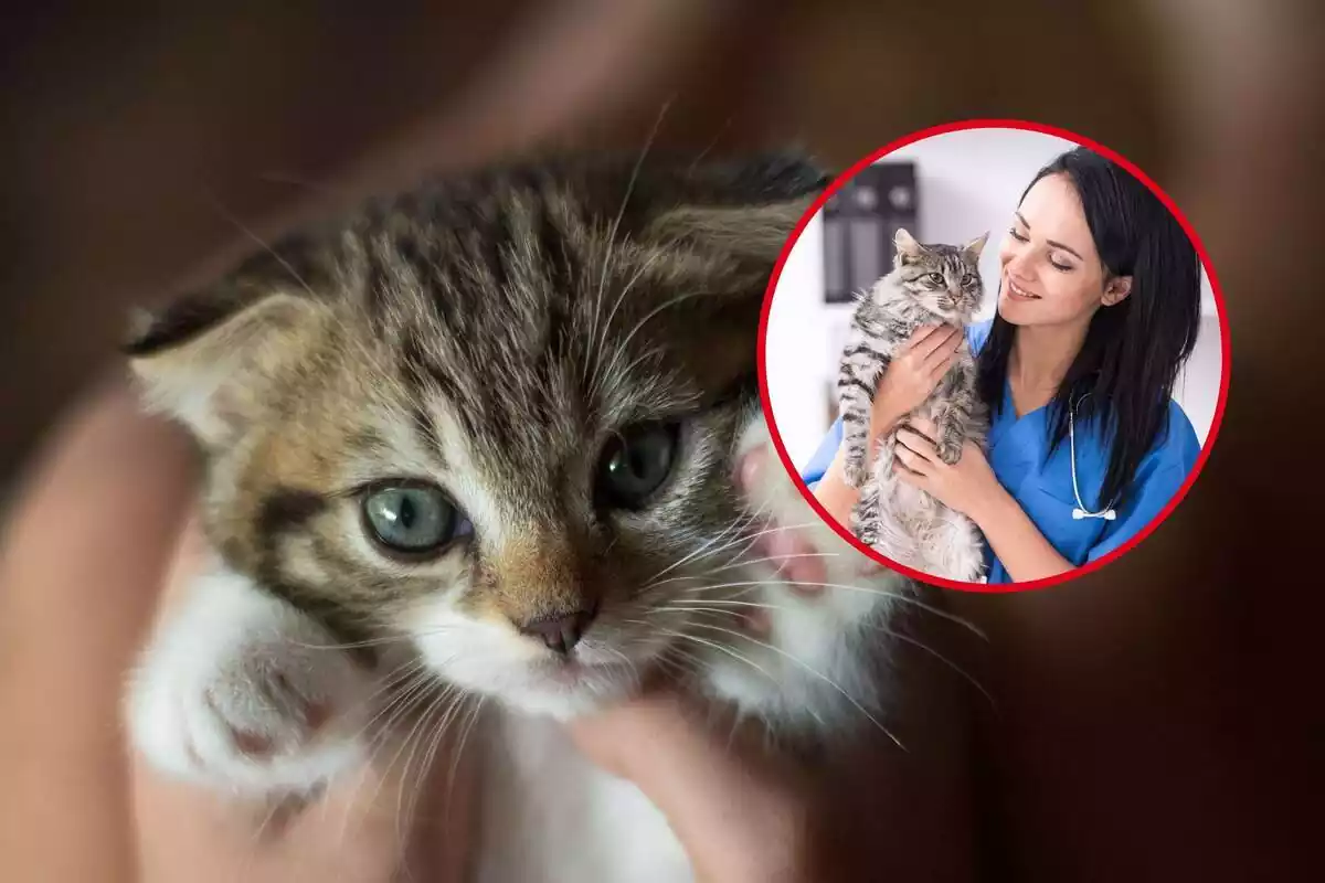 Muntatge d´un gat petit i una rodona amb una veterinària agafant un gat