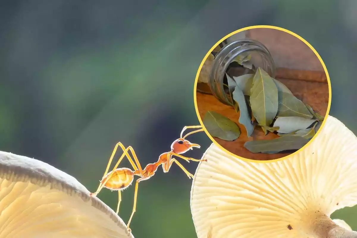 Muntatge d'una formiga i rodona amb llorer