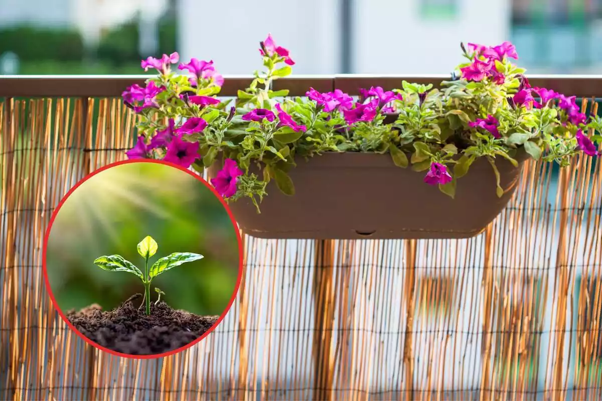 Muntatge d'un test amb una planta de flors roses penjada d'un balcó i una rodona amb una planta creixent