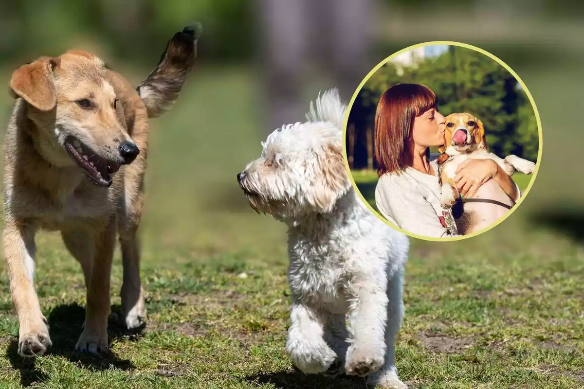 Muntatge de dos gossos mirant-se i una rodona amb una dona besant un gos