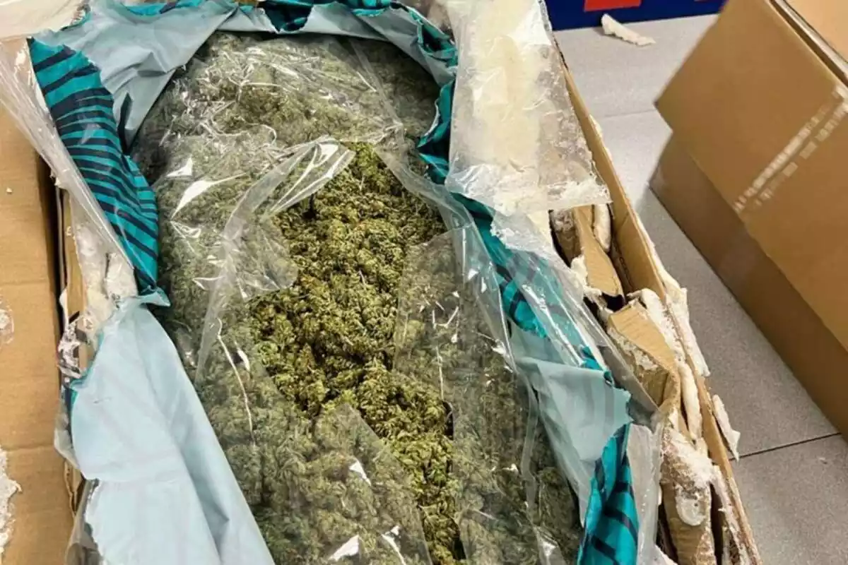 Imatge d'una caixa plena de cabdells de marihuana, interceptada pels Mossos