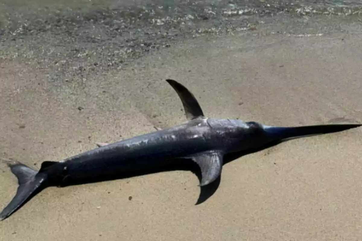 Un peix espasa encallat a la vora d'una platja.