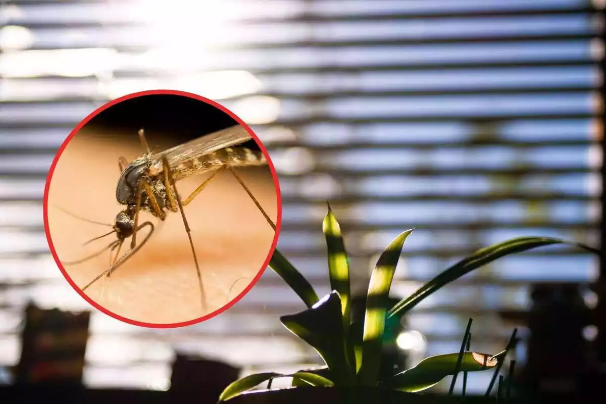 Muntatge amb uns testos plens de plantes en una finestra i un mosquit tigre