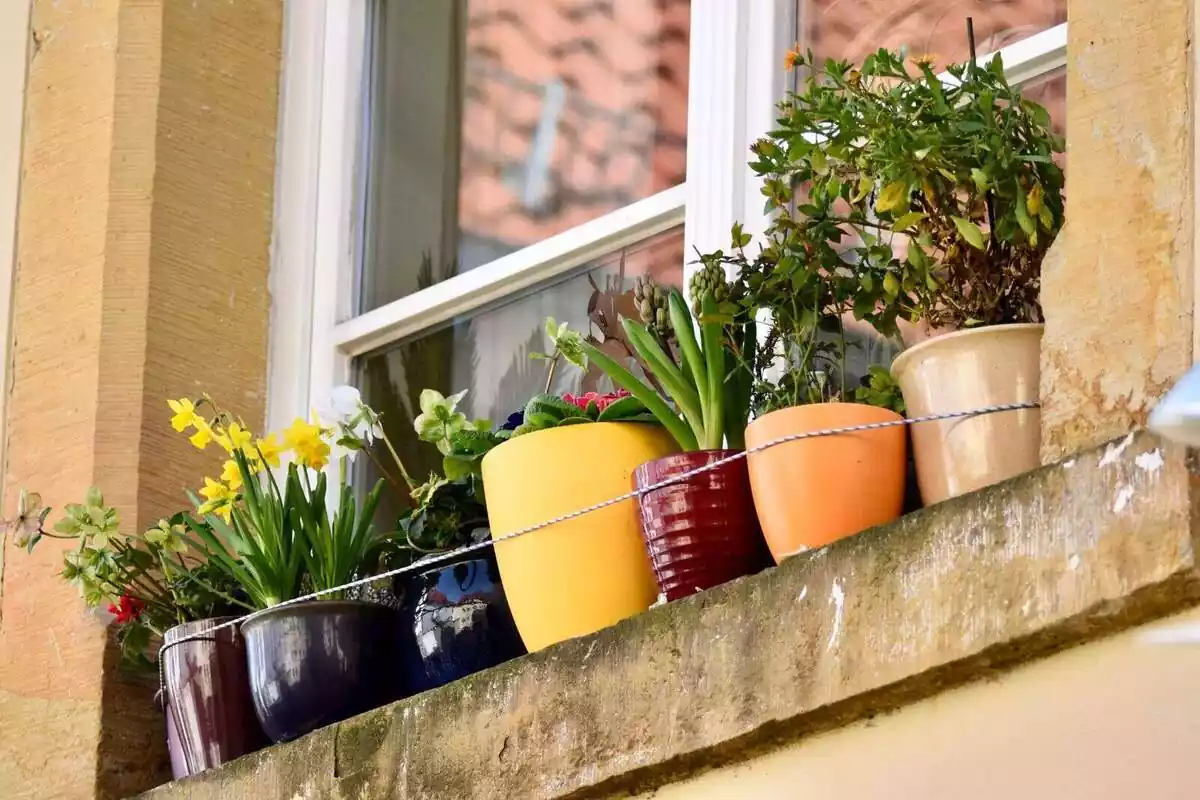 Diverses plantes i flors amb testos de colors a la part exterior d'una finestra