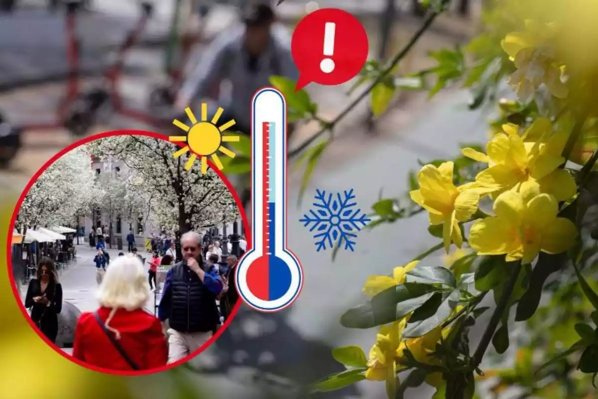 Imatge de fons d'unes flors grogues a la primavera ajunta una altra imatge de diverses persones passejant abrigades pel carrer amb arbres en flor al seu voltant i una emoticona d'un termòmetre amb fred i calor