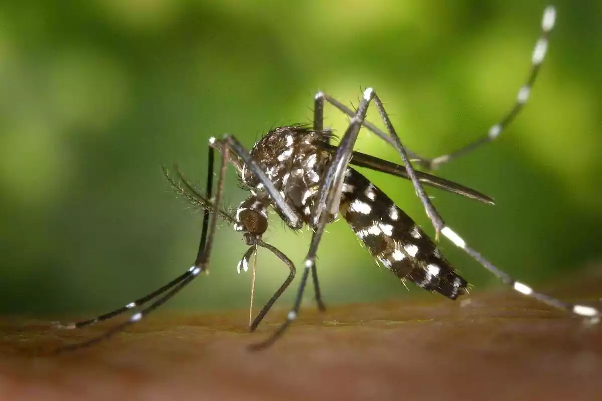 Primer pla d'un mosquit picant a una persona