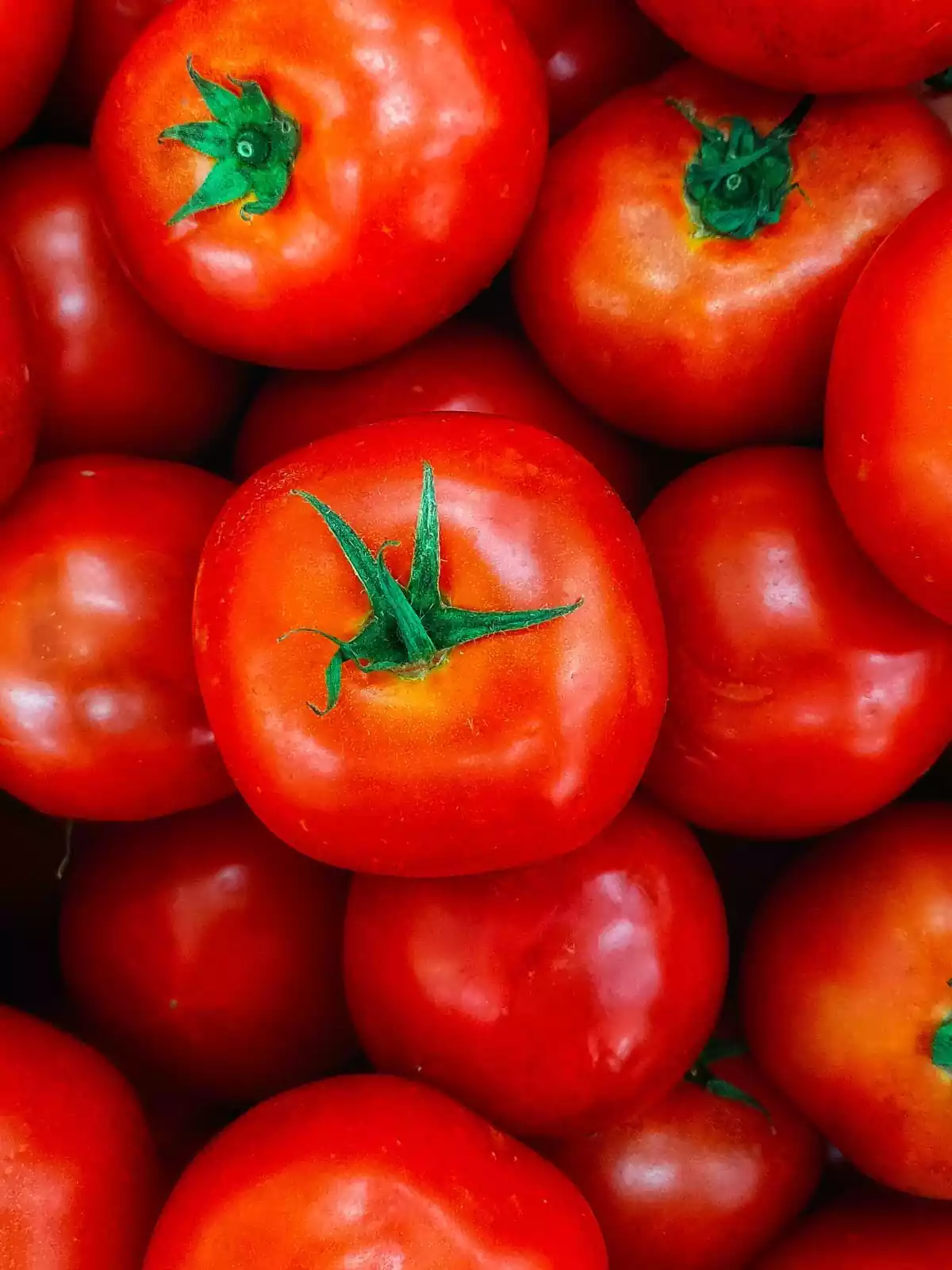 Primer pla de tomàquets Primer pla de tomàquets