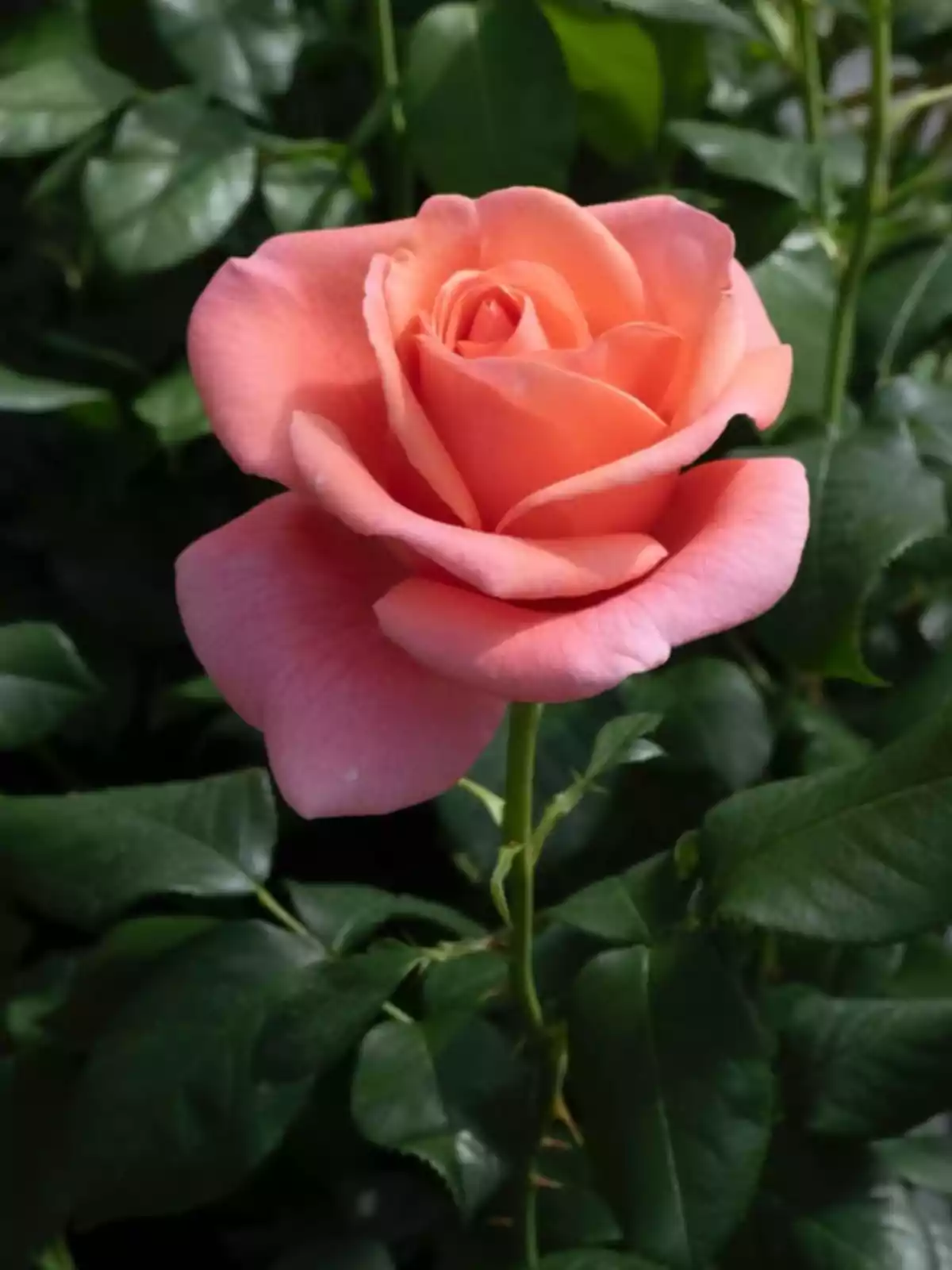 Una rosa de color salmó en plena floració envoltada de fulles verdes. Una rosa de color salmó en plena floració envoltada de fulles verdes.