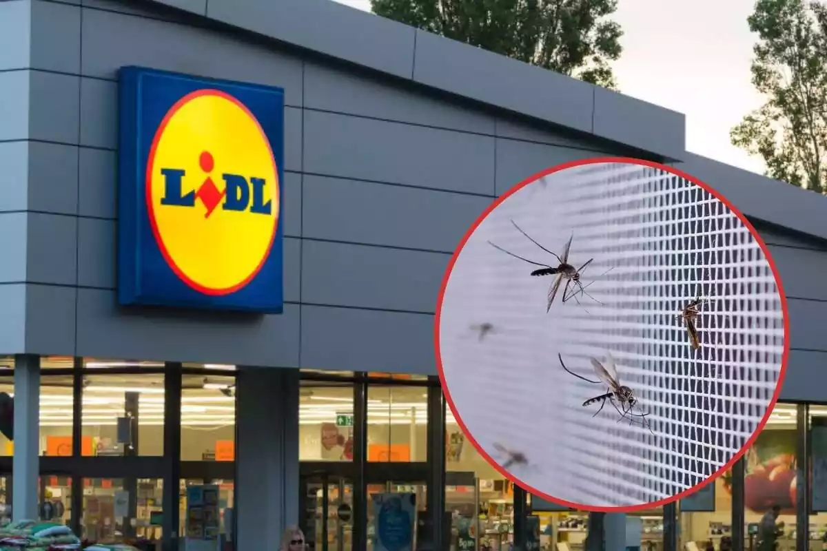 Mosquits en una mosquitera i Lidl