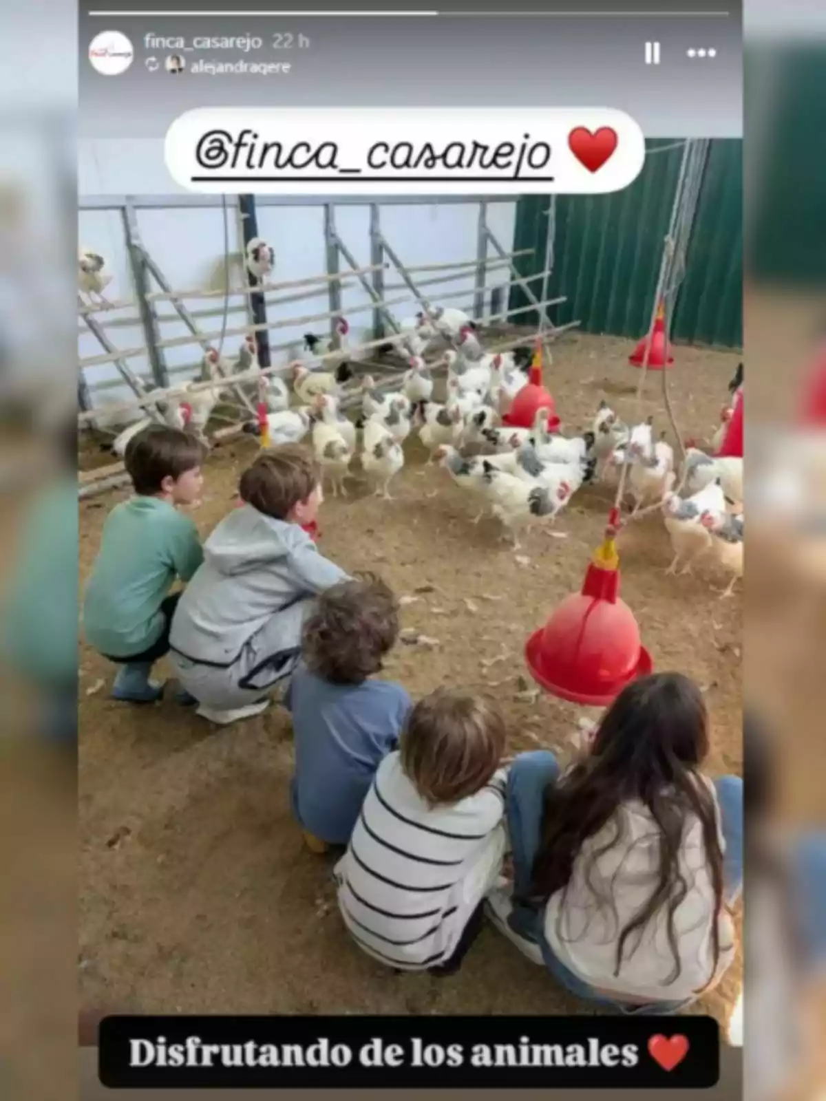 Un grup de nens observa atentament diverses gallines en un corral, gaudint de l'experiència a la finca. Un grup de nens observa atentament diverses gallines en un corral, gaudint de l'experiència a la finca.