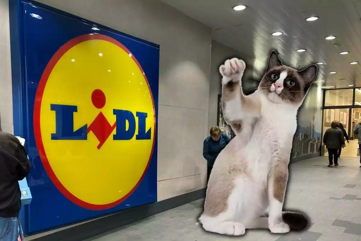 Un gat gran davant d'una botiga amb el logotip de Lidl.