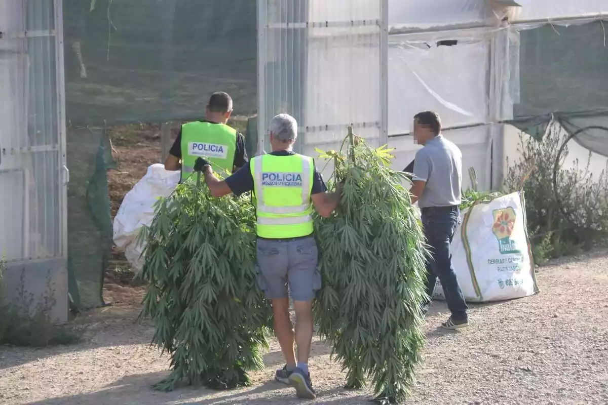 Imatge dels Mossos d'Esquadra desmantellant una plantació de marihuana a Lleida