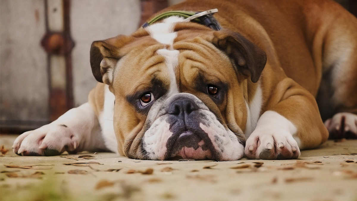 Imatge d'un gos amb cara trista