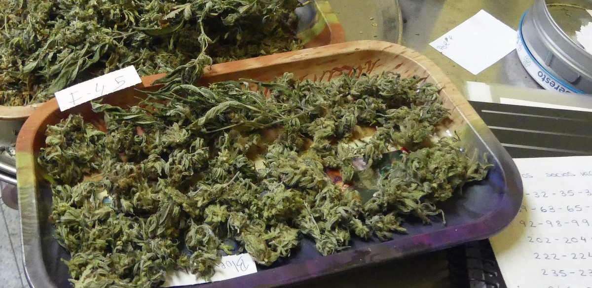 Desmantellada una plantació de marihuana en una nau industrial de Vic