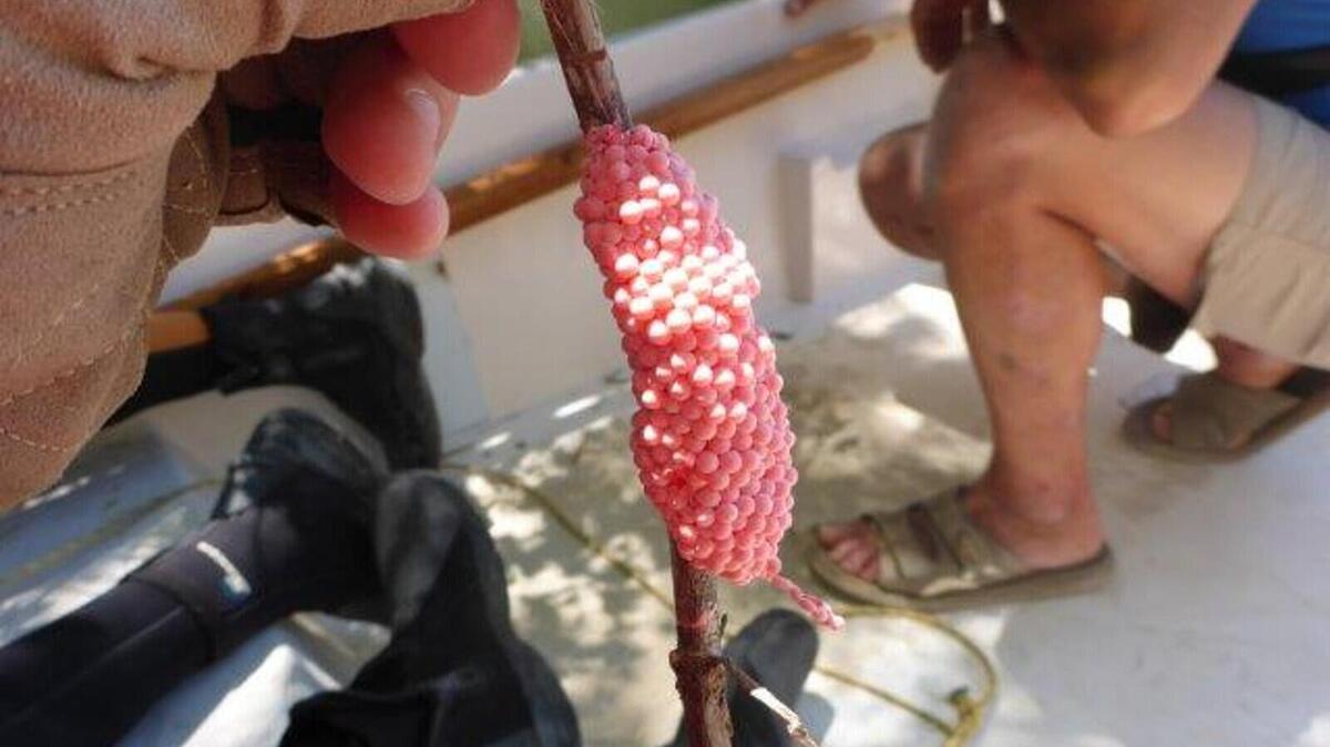 Imatge d'un exemplar de caragol poma trobat a l'hemidelta dret.