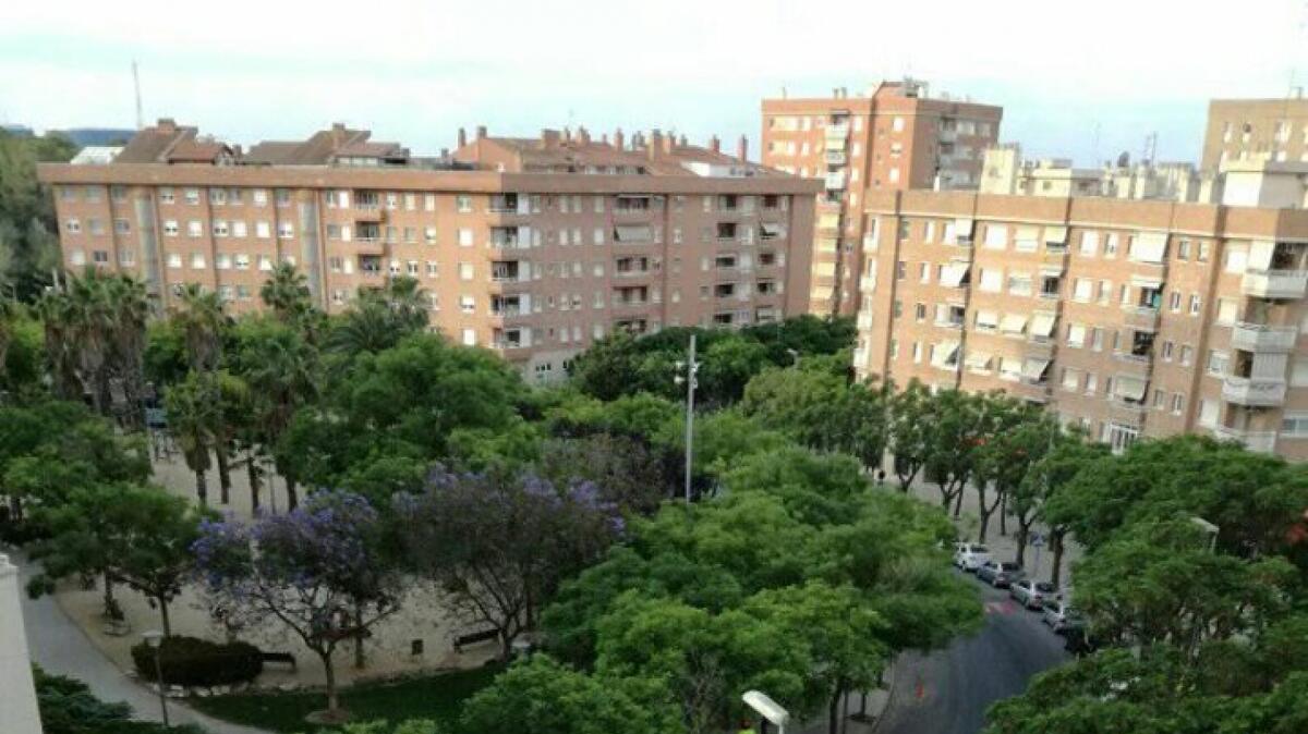 L'Ajuntament de Tarragona ha paralitzat la poda de Sant Pere i Sant Pau per protegir els ocells que viuen als arbres.