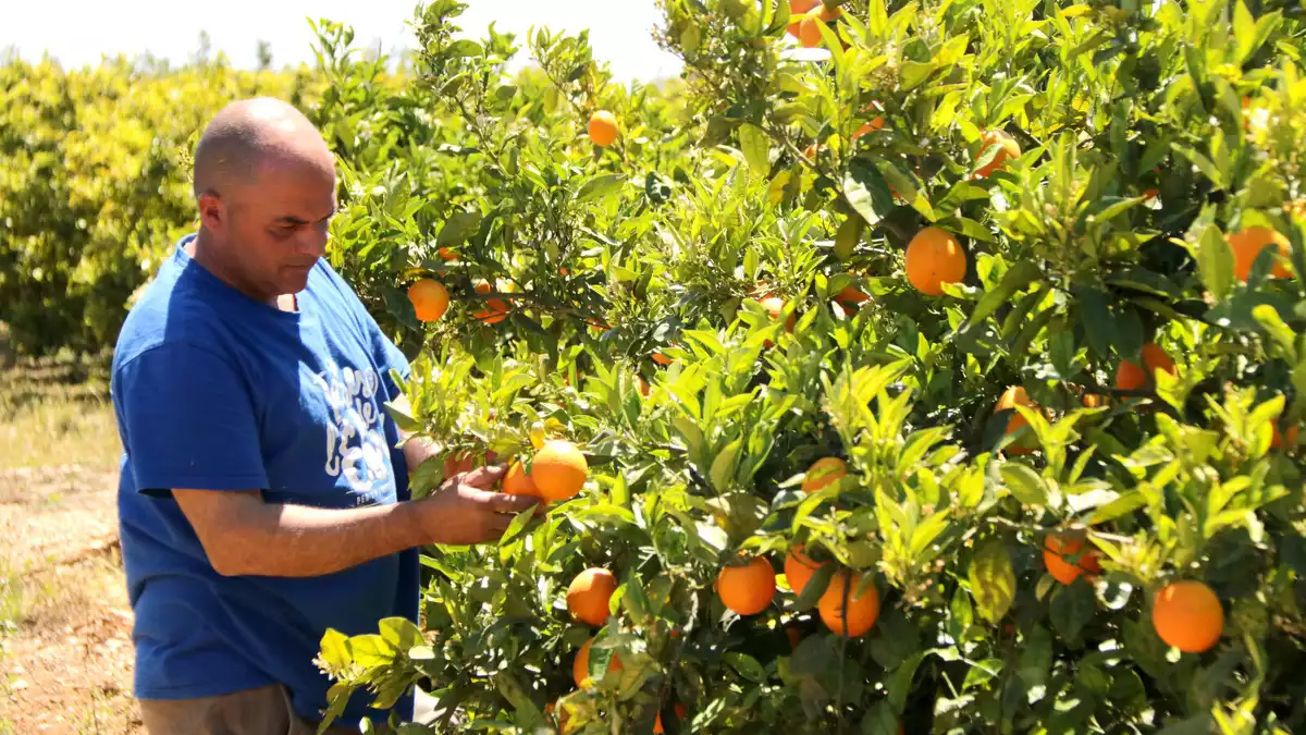 El citricultor Carlos Roig revisant taronges encara per collir en una finca del terme de Vinaròs