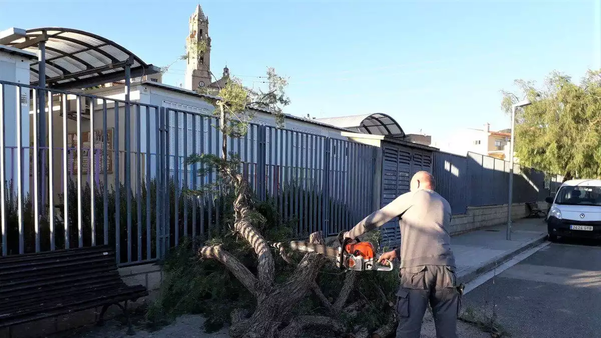 El vent fa caure un arbre a tocar de l'escola de Maspujols