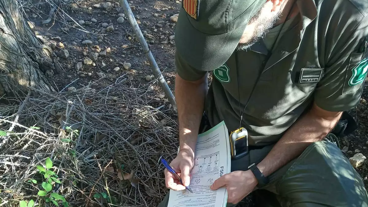 Els Agents Rurals, revisant la zona on s'han trobat set cadàvers de cigonya
