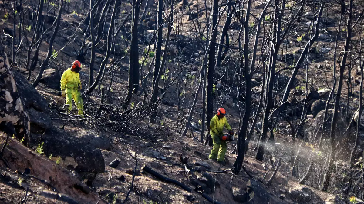 Imatge de dos treballadors en les tasques de restauració de la zona de l'incendi de la Ribera d'Ebre