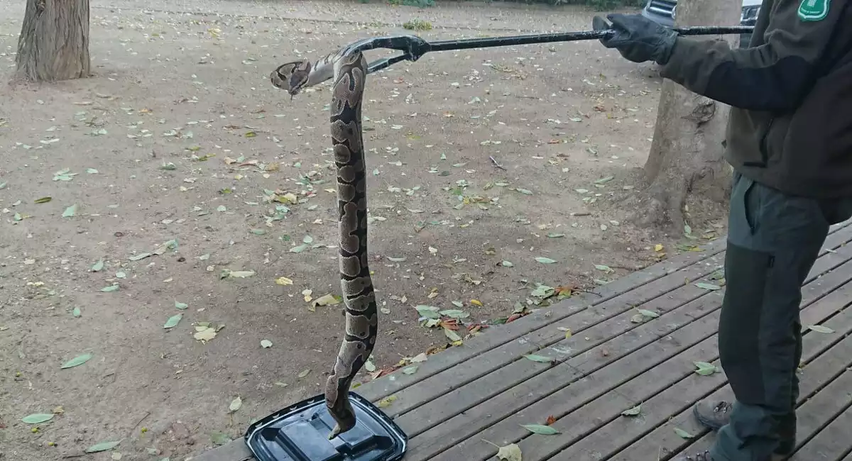 Imatge de la serp pitó trobada a Lleida